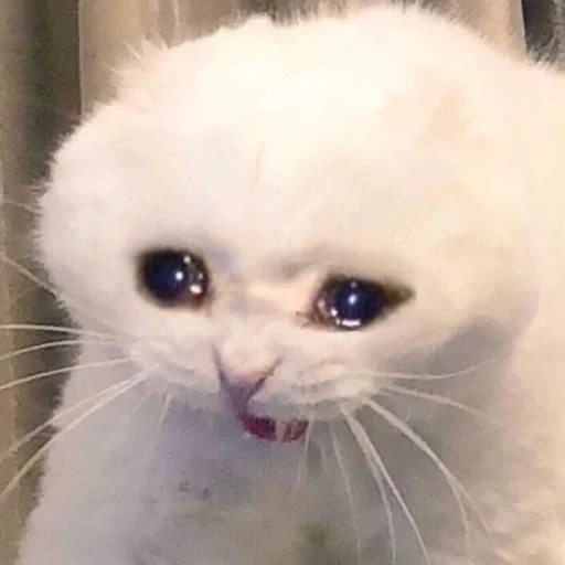 плачущие коты, грустный котик, плачущий котик, грустный котик мем, плачущий котик мем