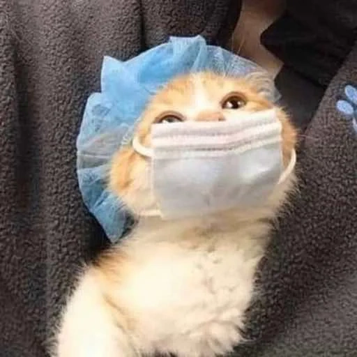 gatto, gatti carini, maschera gatti, animali divertenti, gattino con una maschera medica