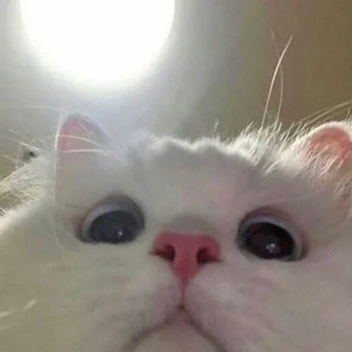 gatto, gatto, gatti carini, il gatto è guance rosa, simpatico meme di gatto bianco