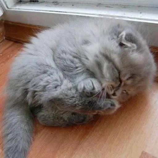 morceau, chaton endormi, chatons moelleux, bosse moelleuse, chat écossais