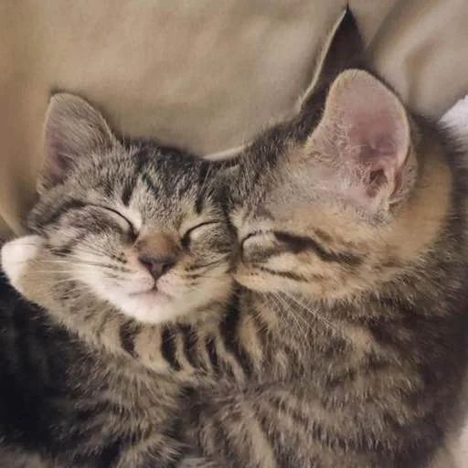 gatto, gatti a vapore, delicato gatto, il gatto è affettuoso, un gatto gentile