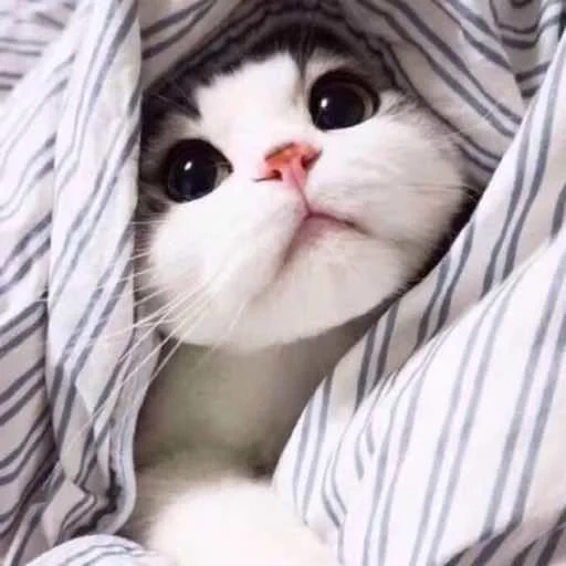 кошка, милые коты, котята милые, милые котики, котенок одеяле