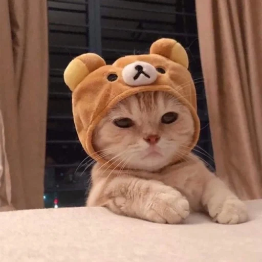 chat, chat mignon, esthète, chats mignons, un joli chapeau de chat