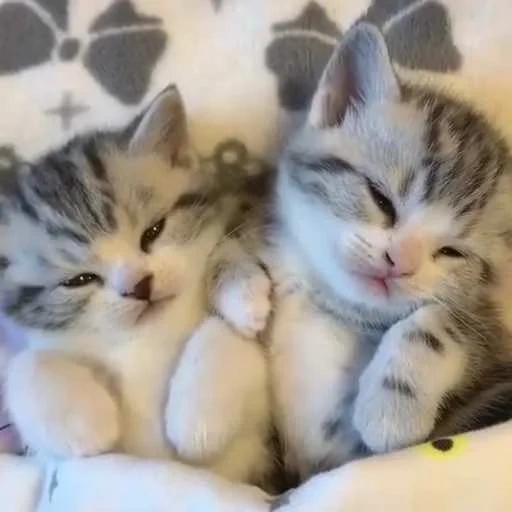 süße katze, pussy is cute, süße nacht, kätzchen umarmen zusammen, charming kätzchen