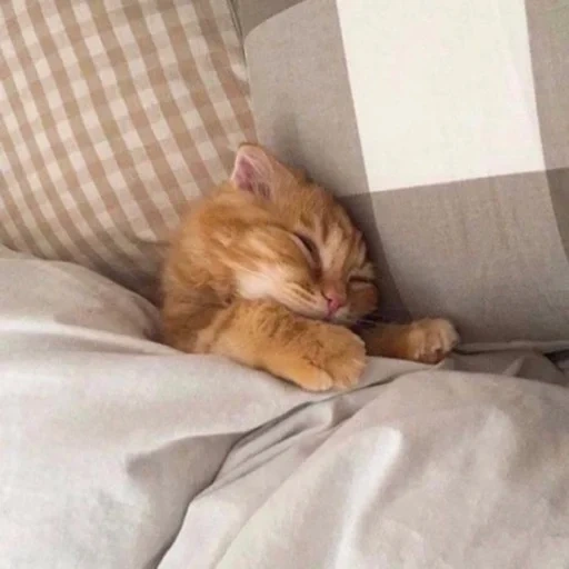 кот, кошка, котик сонный, милые котики, спящий котик