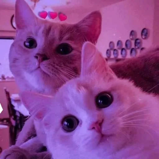 gatito, lindo gato, lindo sello, dos gatos selfie, hermosa imagen de sello