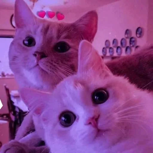 gatinho, gato fofo, falcões fofos, dois gatos selfie, fotos de focas fofas