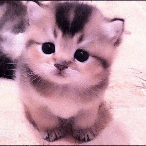 un bel sigillo, kitty carino, kitty carino, piccola piccola gattina carina, gattino piccolo carino
