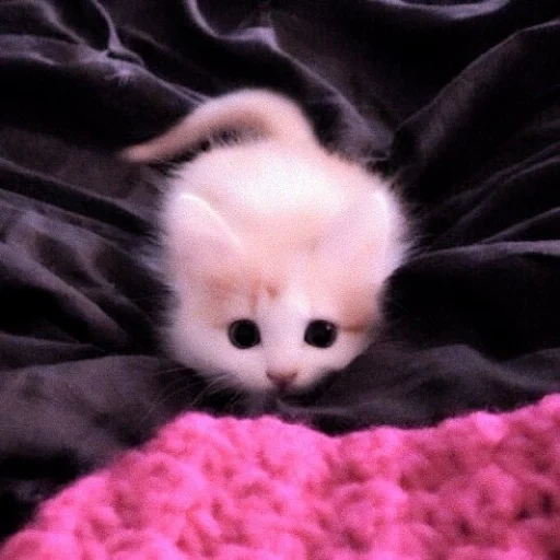 nyachny kitten, the most cute kittens, very nice cats, photos of cute kittens, the cats are small cute