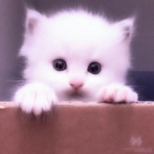 charmant phoque, chaton blanc, le chaton est poilu, chaton blanc mignon, chaton charmant