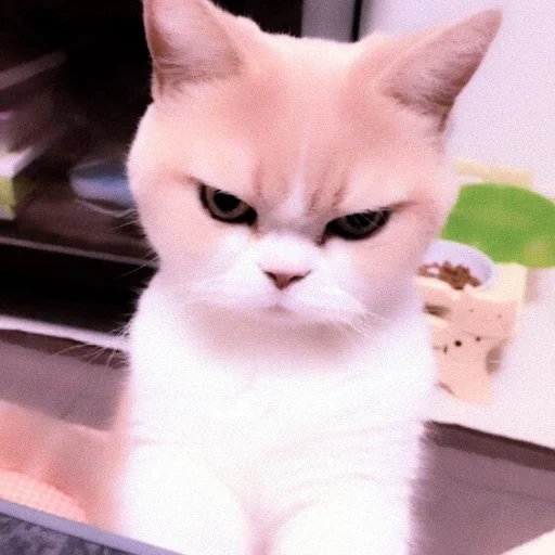 cat, angry cat, gloomy cat, a displeased cat, a displeased kitten
