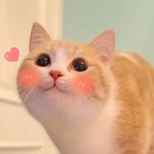 кот с розовыми щеками, милые котики с розовыми щечками, котики милые, милый котик мем, милые котики смешные
