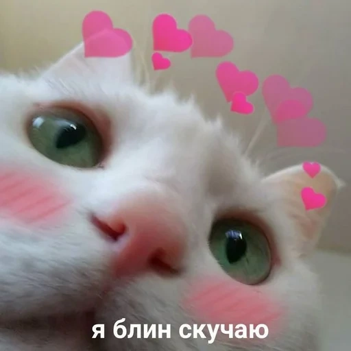 котик мем милый, котик, пикчи с котиками, милые котики, мемы милые