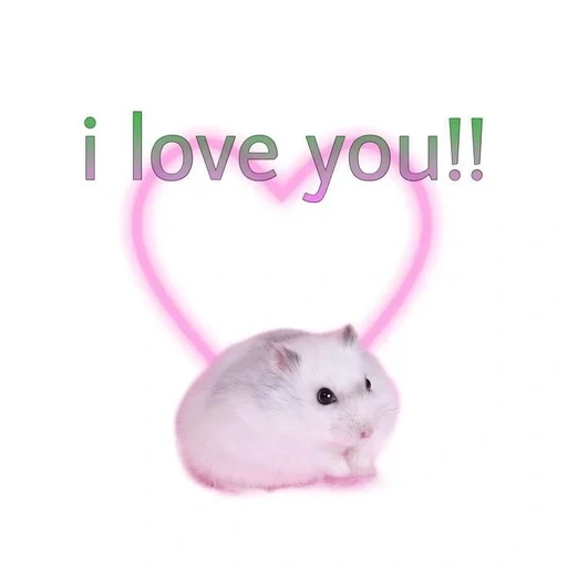 i love, aku cinta kamu, hamster merah muda, hamster yang lucu, hamster junggar