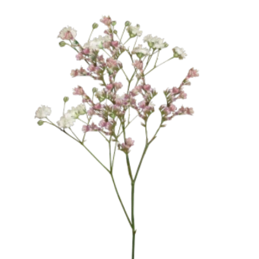 gypsophila, ramo de gipsophyla, placophils flores, gesso sorridente, gypsphyla é uma nevasca