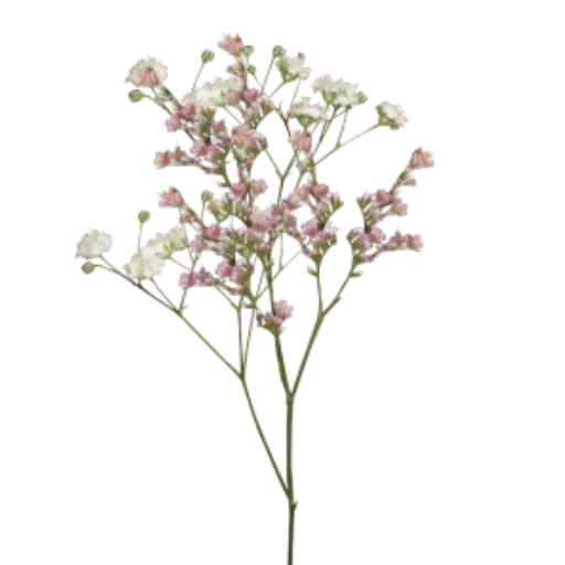 gypsophila, rama de gypsophyla, flores de placophils, gypsophila sonriente, gypsophyla es una tormenta de nieve