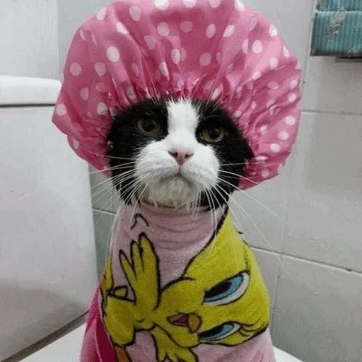 кот, кот шапочке, смешная кошка, кот шапочке душа, котик шапочке душа
