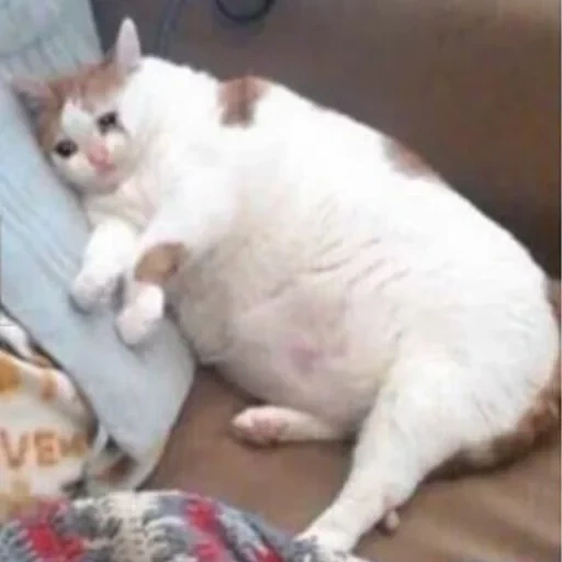 жирный кот, толстый кот, толстый котик, толстый кот мем, толстый плачущий кот