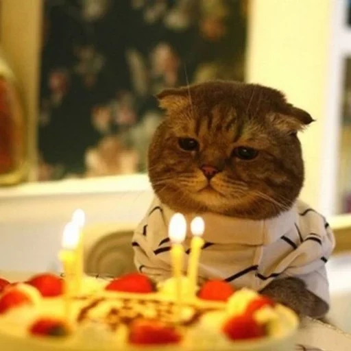 кот тортом, кот тортиком, котик тортиком, кошка торт мем, грустный кот день рождения