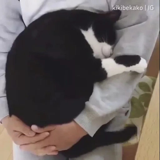 кот, коты, кошка, котики, кот обнимает человека