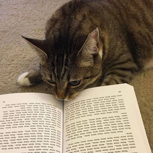 кошка, книги, кот книга, читающий кот, кот учебником
