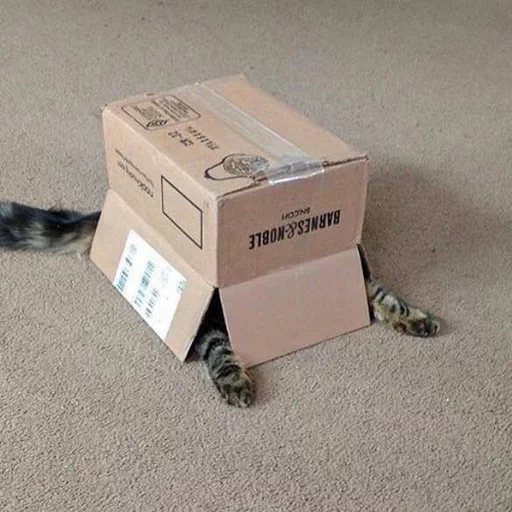 кот, кот коробке, смешные кошки, кот прячется коробке, кот спрятался коробке