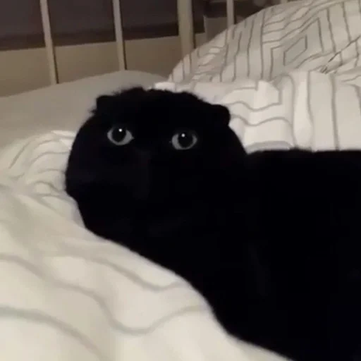 кот, котик мем, кот настик, милые животные, милый черный котик мем