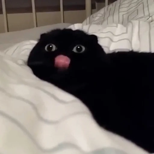 кот, котик, кот кот, черный кот, милый черный котик мем