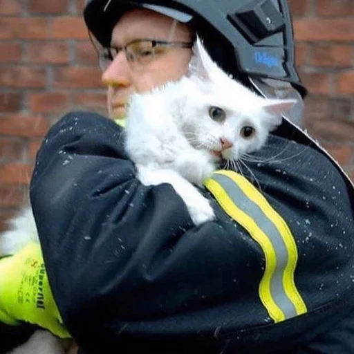 кот, кот пожарный, пожарный спасает кота, пожарный спас белого кота, кот дании кот россии после спасения пожара