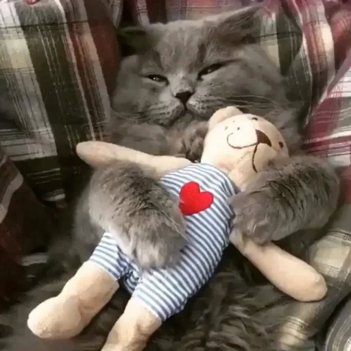 кот, кошка, кот игрушкой, игрушка котик, кот игрушкой обнимку