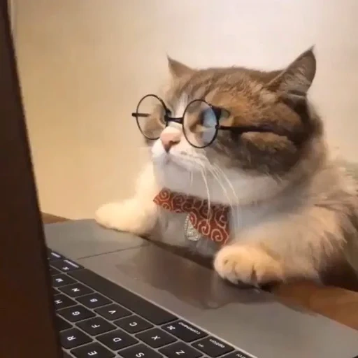 кот, котик, кот мотя, умный кот, кот ученый