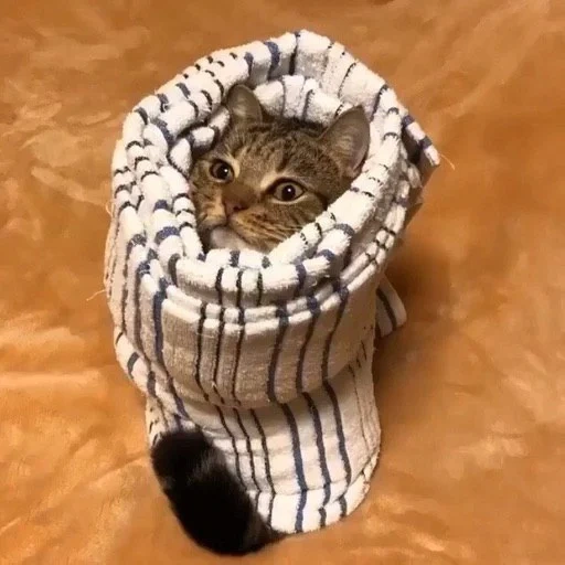 кот, кошка, котики, кошечка, burrito cat