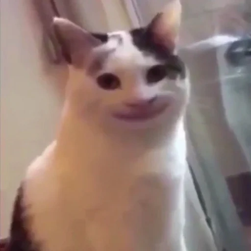 кот мем, кот улыбкой, упоротые коты, кот улыбается мем, мемный кот улыбается