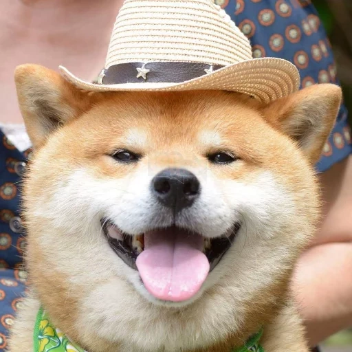 siba inu, shiba inu, akita shiba, la race de siba est, siba est un chien