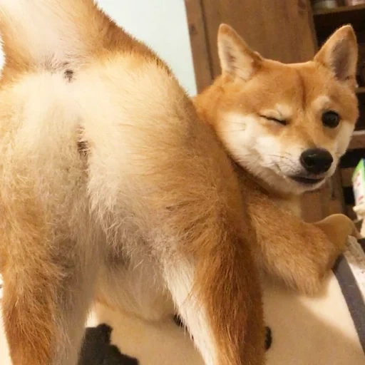 siba inu, shiba inu, a raça de siba é, shiba é um cachorro, a raça akita é