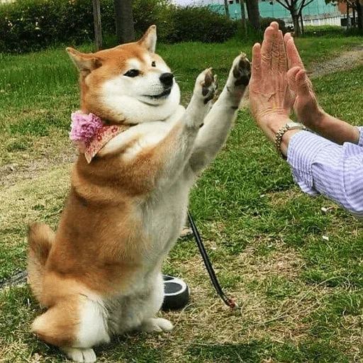 shiba inu, akita shiba inu, siba inu akita, race de shiba, siba inu akita inu