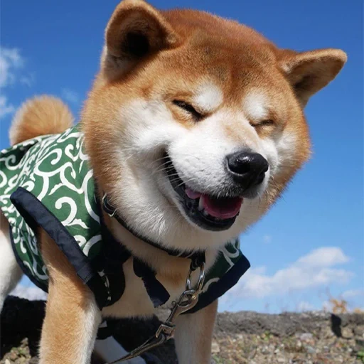 shiba, shiba inu, akita siba inu, el perro de shiba, siba inu akita inu