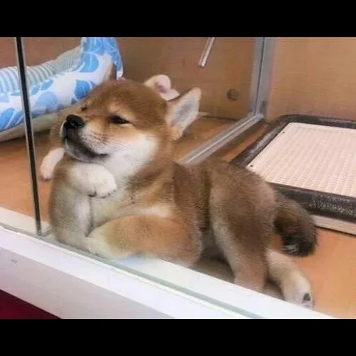 siba inu, shiba inu, le chiot de siba, shiba est un chien, siba inu akita inu