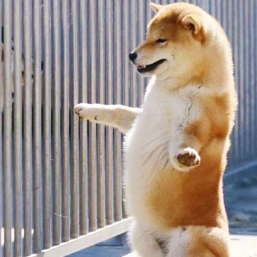 siba inu, shiba inu, siba adalah seekor anjing, siba inu yang lucu, siba inu akita inu