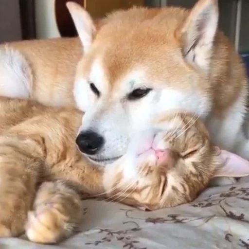 shiba inu, chien akita, siba shiba inu, akita shiba inu, chiots akita inu