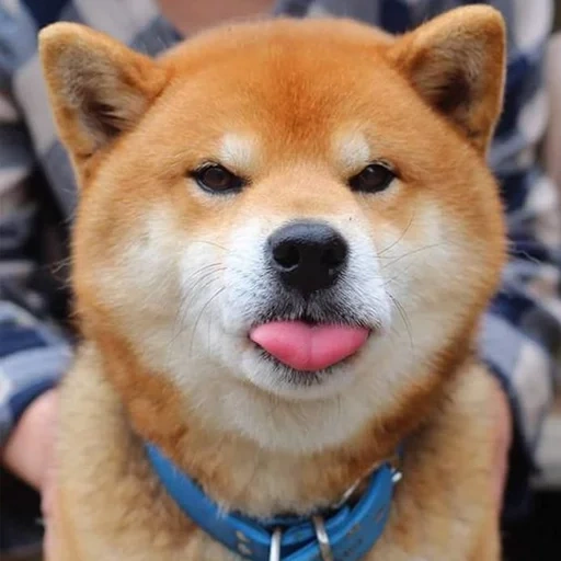 siba inu, shiba inu, shiba inu, akita siba inu, jenis siba adalah