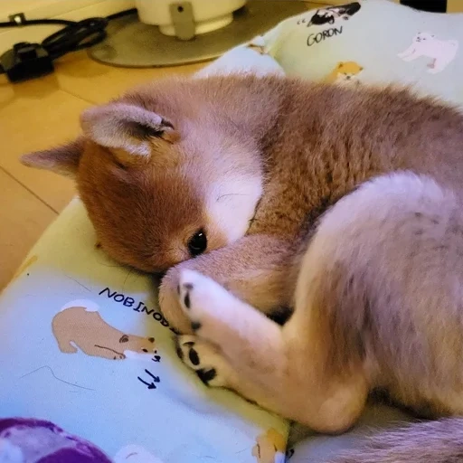 der kater, katze, tiere, die tiere sind süß, welpen akita inu