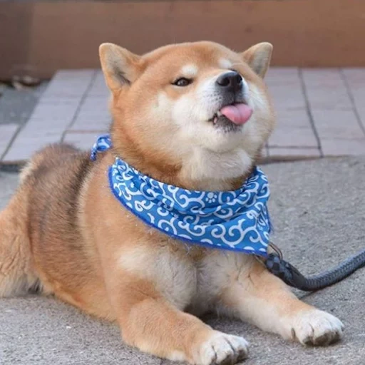 siba inu, shiba inu, shiba inu, siba shiba inu, raça de shiba