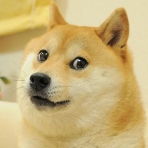 mème doge, shiba inu, chien, mème siba inu, mème shiba inu