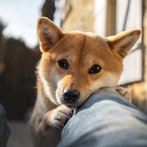 shiba inu, shiba inu, rot gehärteter hund, sibas welpen, shiba ist ein hund