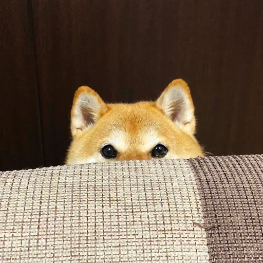 shiba, shiba inu, shiba inu, shiba ist ein hund, shibas rasse