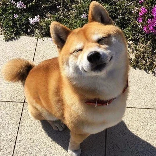 cani da legna, shiba inu, chiba akita, cane akita, cani da legna