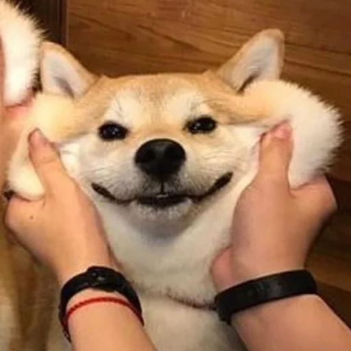 siba inu, sorriso de cachorro, siba é fofo, siba é um cachorro, siba inu akita inu