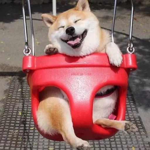 cani da legna, cani da legna, shiba inu, divertente chai dog, altalena di chai dog