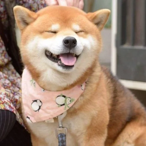 cani da legna, cani da legna, razza di chai dog, cane akita sorride, razza di cane giapponese chai dog